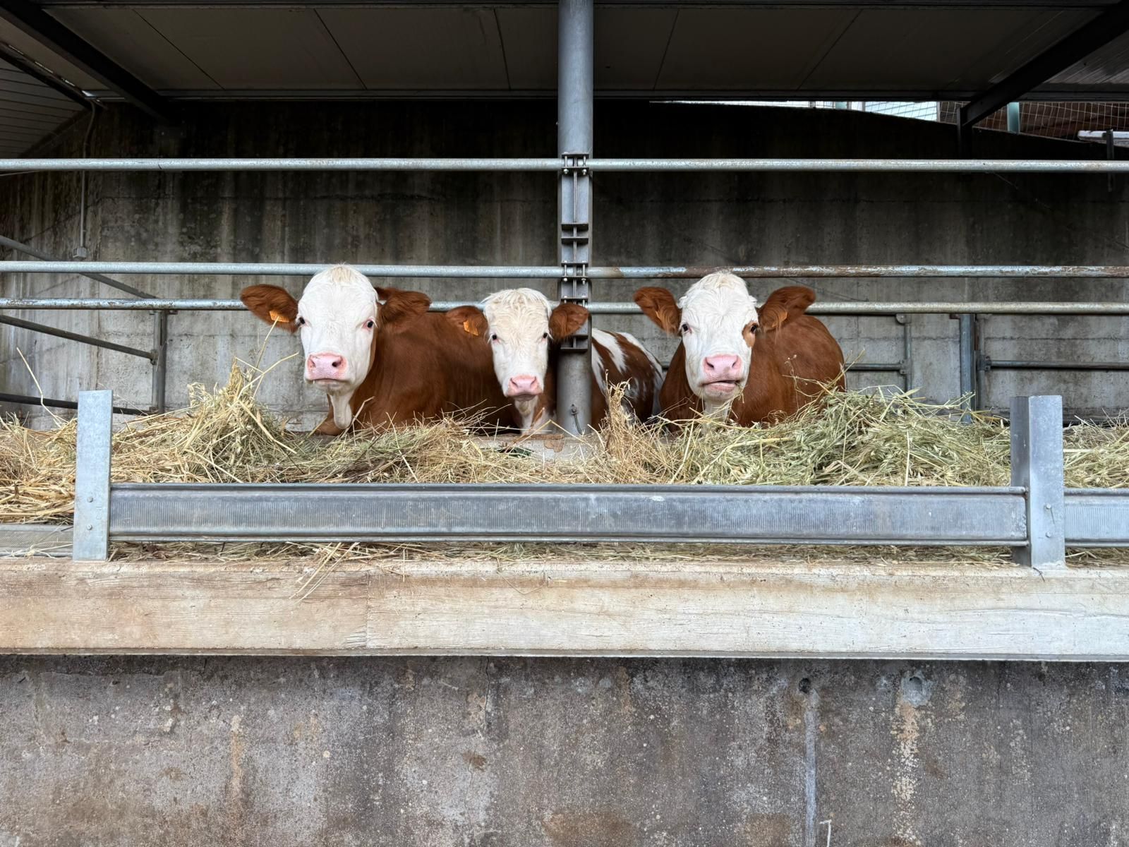 Tre mucche marroni e bianche che riposano in un recinto dietro una ringhiera di metallo.