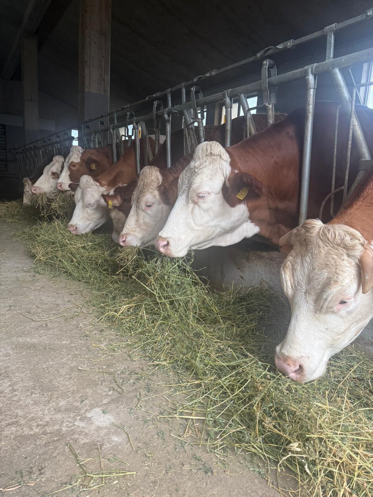 Mucche allineate in una stalla, che mangiano fieno da una mangiatoia.