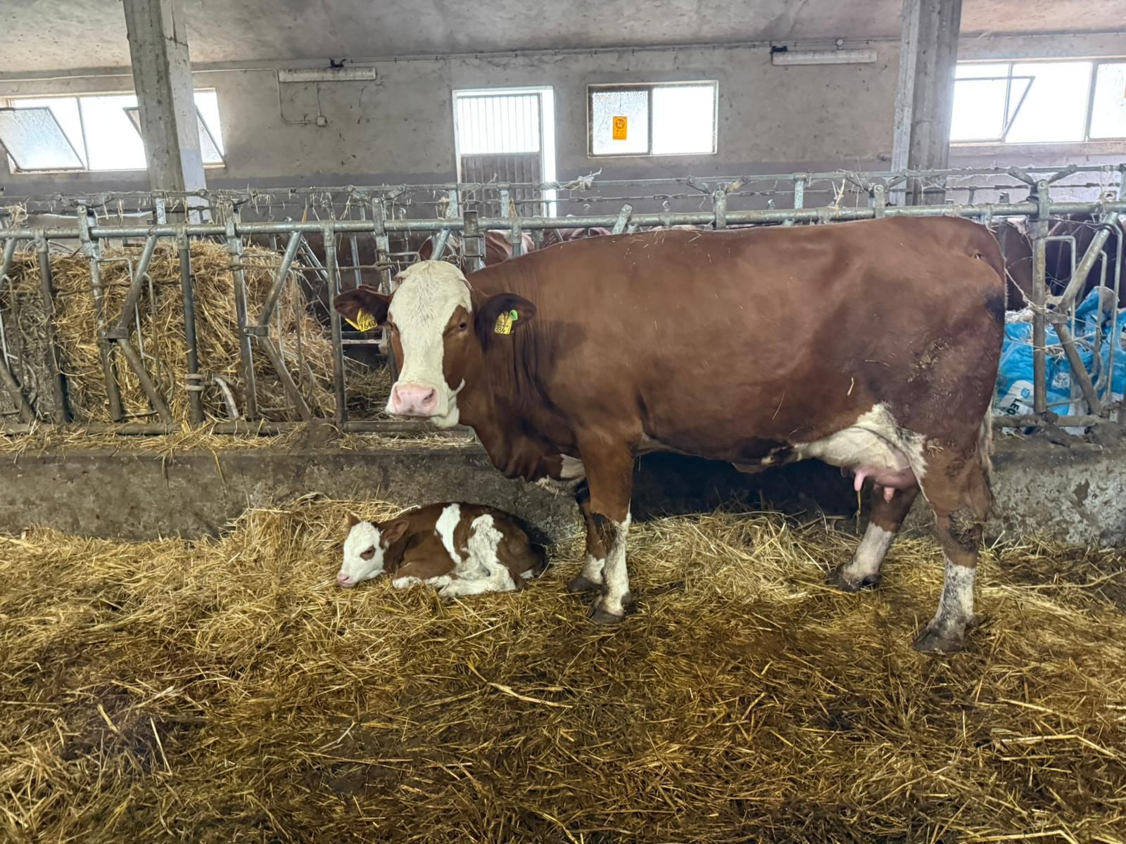 Una mucca marrone e bianca è in piedi accanto a un vitello che riposa in una stalla con lettiera di paglia.