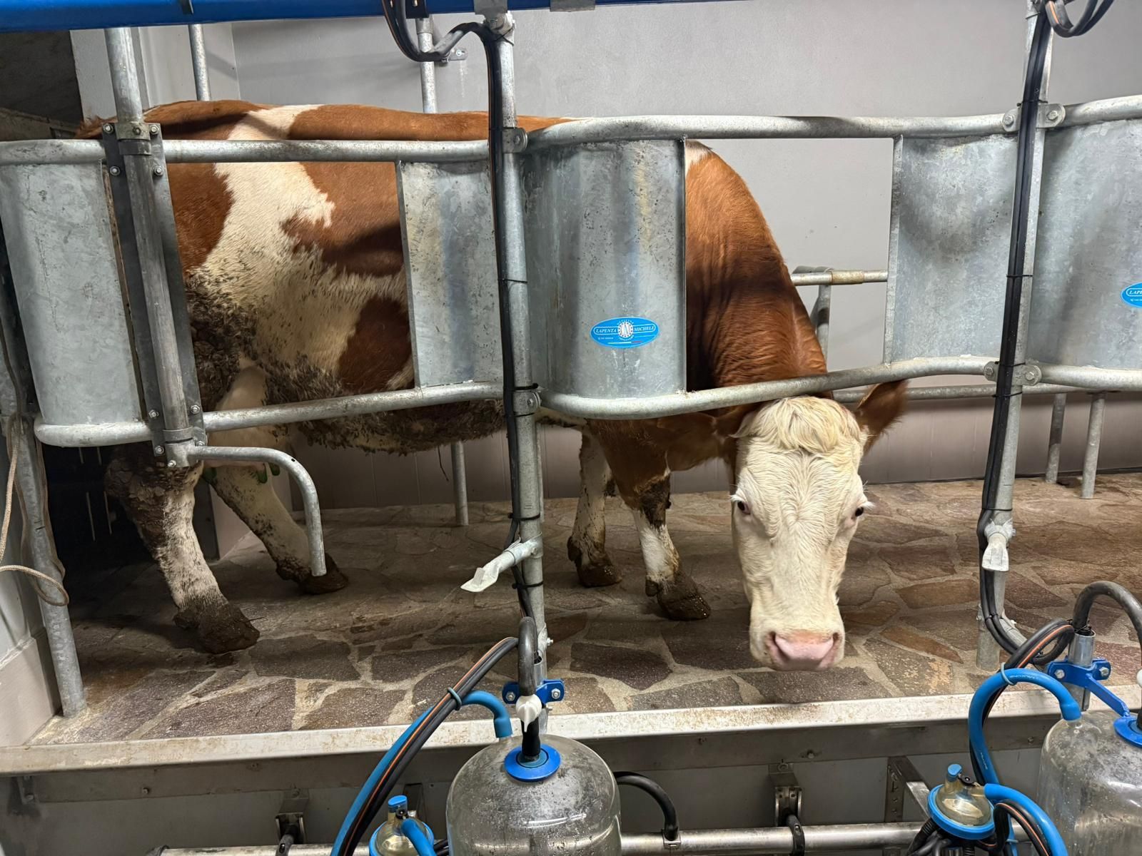 Due mucche in stalle metalliche, una mucca marrone con la faccia bianca e la testa abbassata vicino alle attrezzature per l'alimentazione.