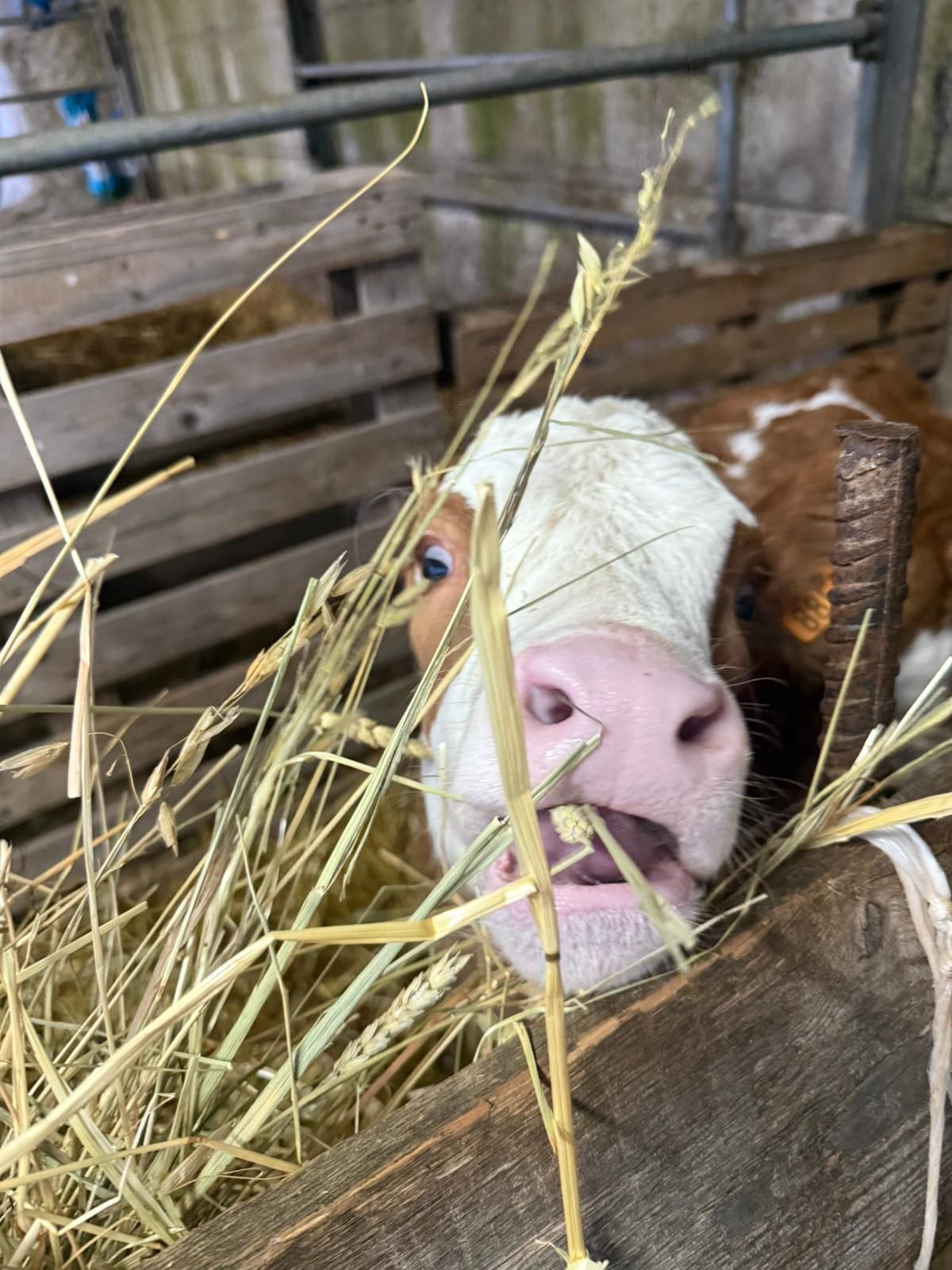 Una mucca sbircia da dietro una staccionata di legno, con del fieno in primo piano.