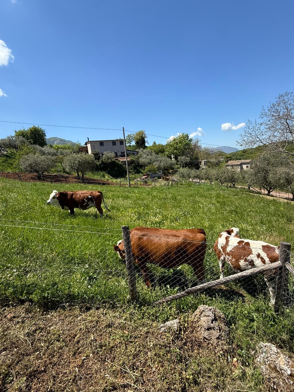 Tre mucche al pascolo in un campo verde sotto un cielo azzurro, con una casa sullo sfondo.