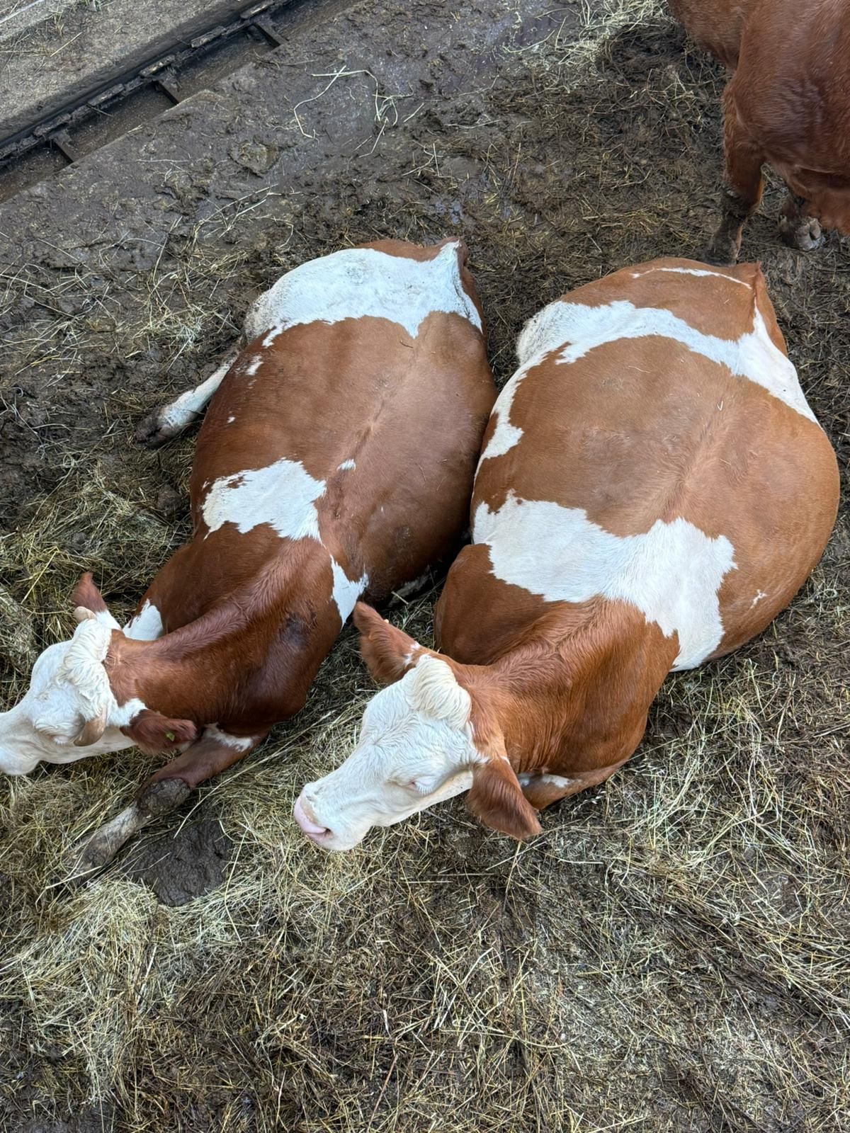 Due mucche marroni e bianche sdraiate una accanto all'altra sul fieno in un recinto di una stalla.