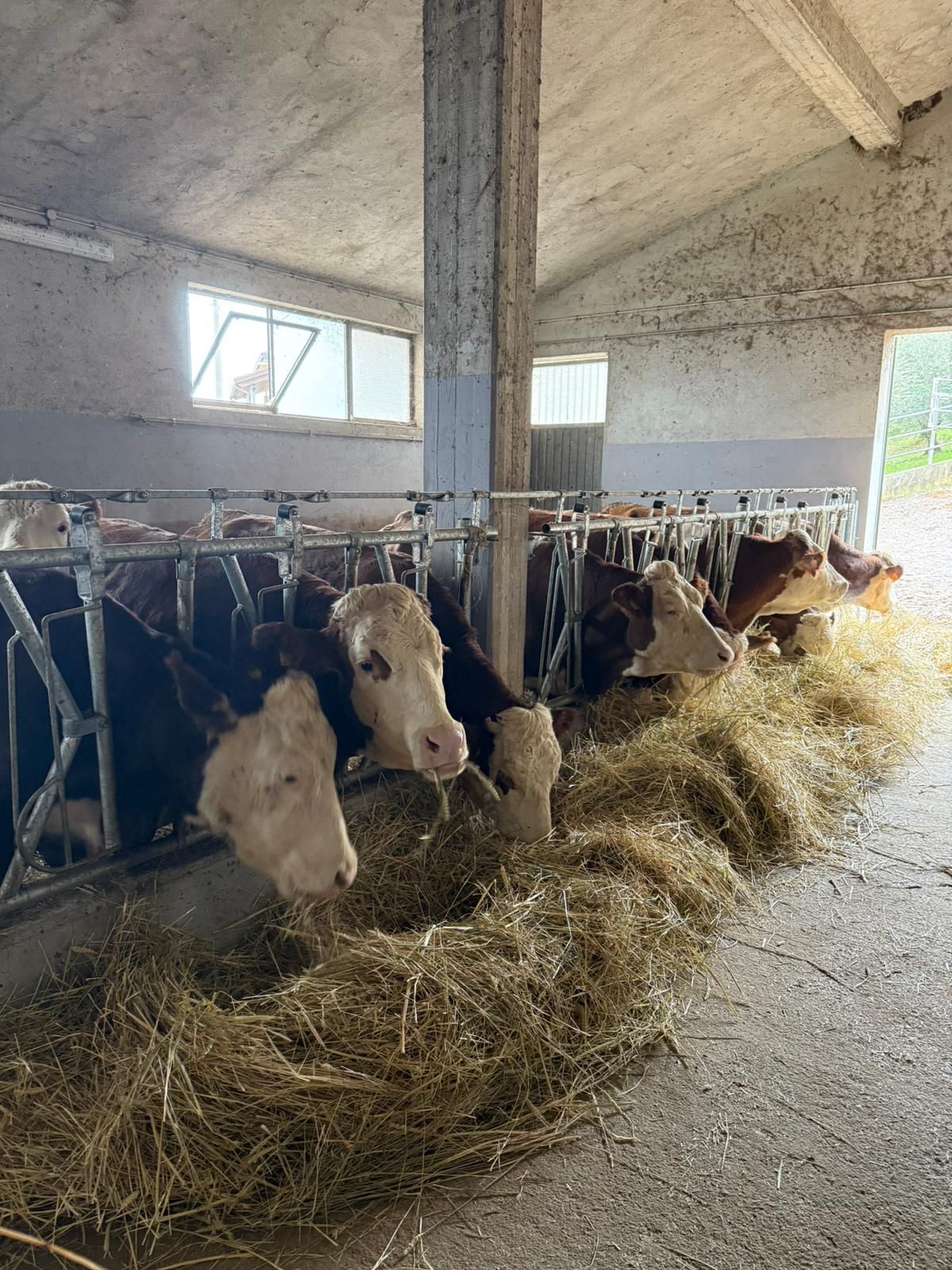 Mucche che mangiano fieno in una stalla, con una mucca dal muso bianco al centro della fila di alimentazione.