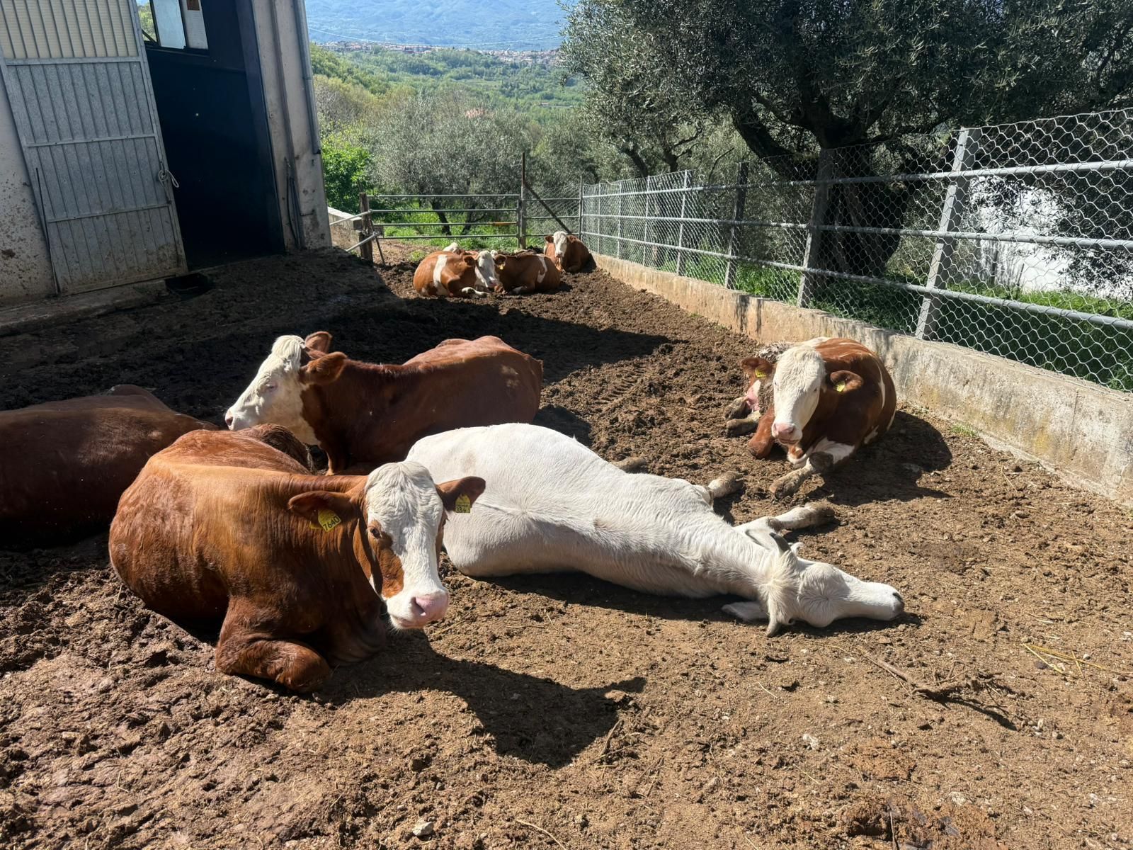 Mucche che riposano in un recinto di terra battuta accanto a un fienile e a una recinzione in un cortile di fattoria soleggiato.
