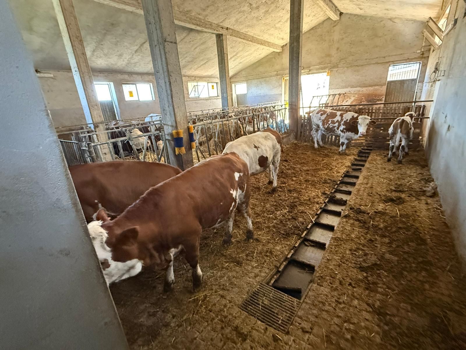 Mucche in piedi nel corridoio di una stalla con mangiatoie e fieno sul pavimento
