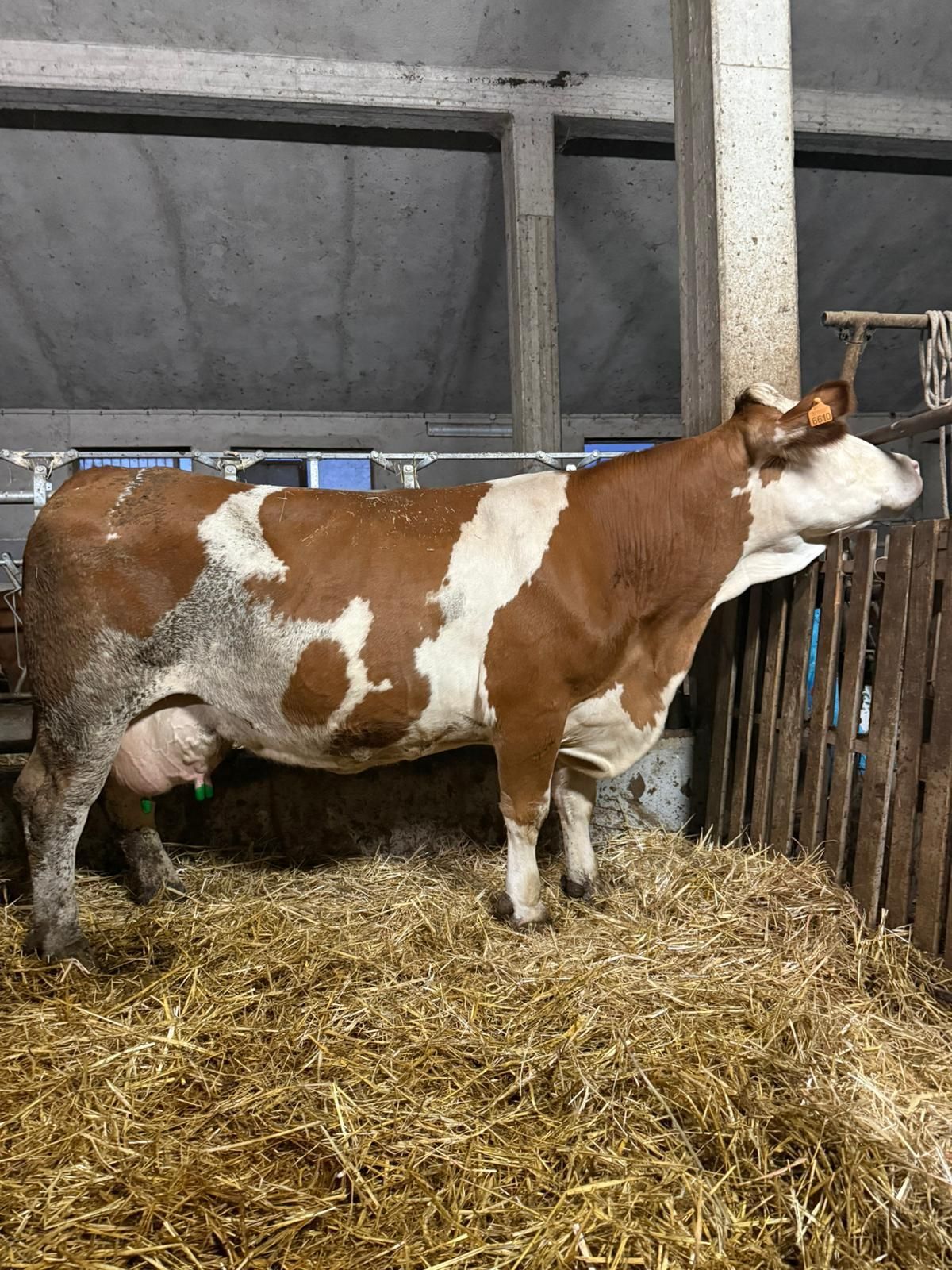 Mucca marrone e bianca in piedi in un recinto di paglia, rivolta verso destra.