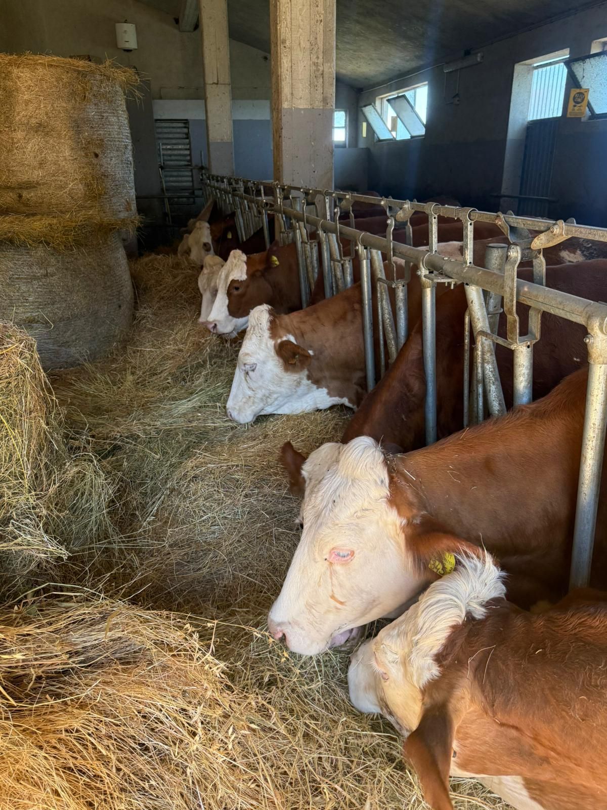Bovini al pascolo in una stalla, con mucche marroni e bianche allineate alle mangiatoie accanto a balle di fieno impilate.
