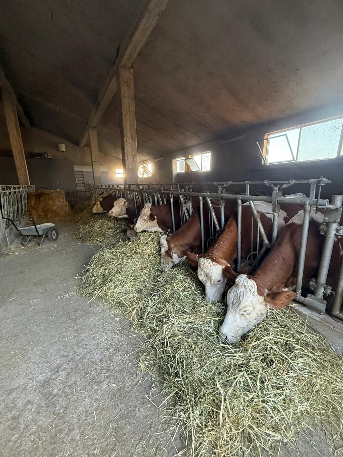Mucche che si nutrono di fieno all'interno di una stalla con pavimento in cemento e tetto spiovente.