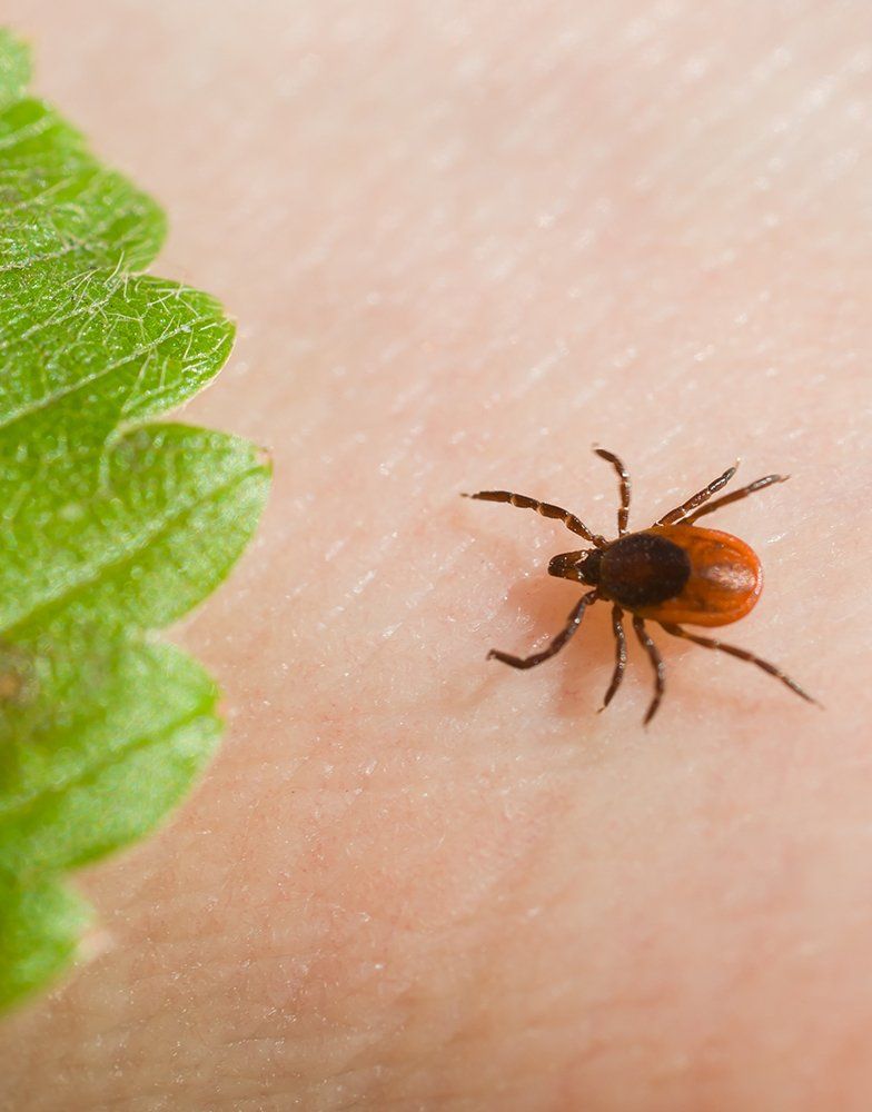 Lyme Disease