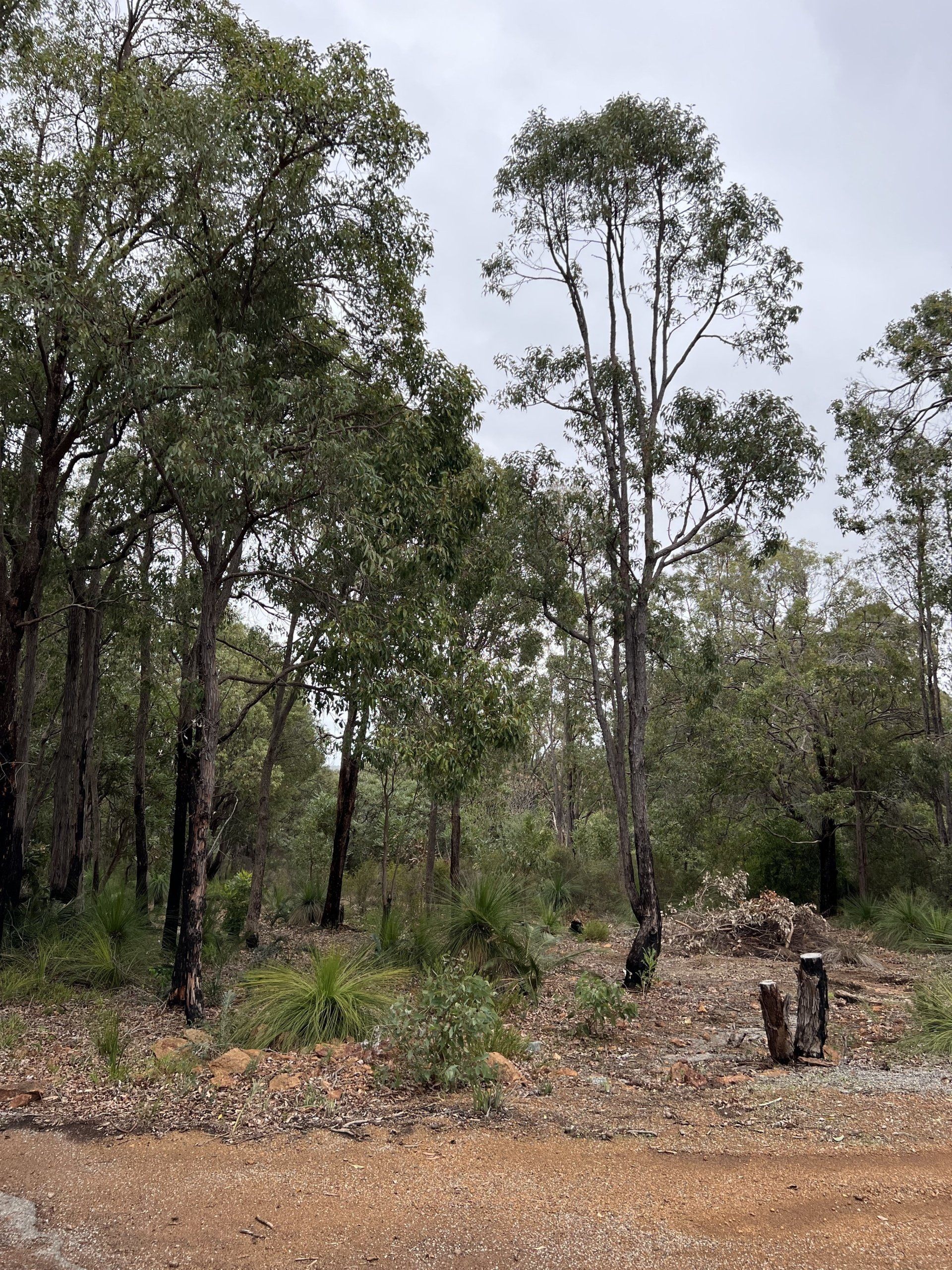 Tree Services Roleystone