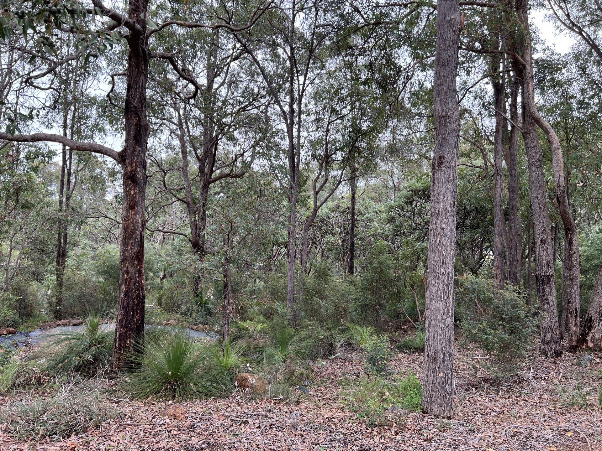 Trees in the City of Armadale which require removal