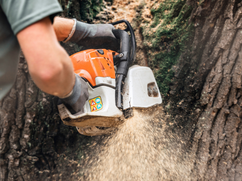 Tree Removal using a chainsaw