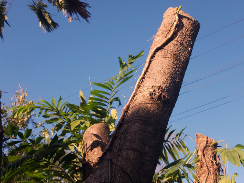 Lopped Tree on Property in the City of Armadale