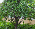 Tree in homeowners backyard in the City of Armadale