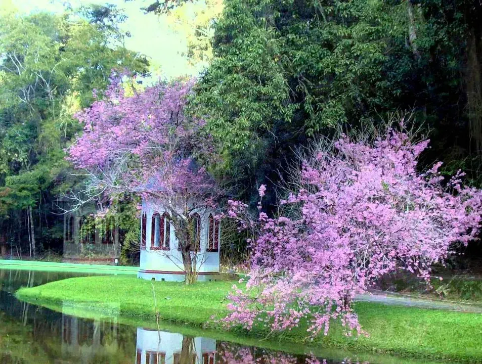 Árvores floridas cor-de-rosa ao lado de um pequeno pavilhão branco refletidas em um lago tranquilo