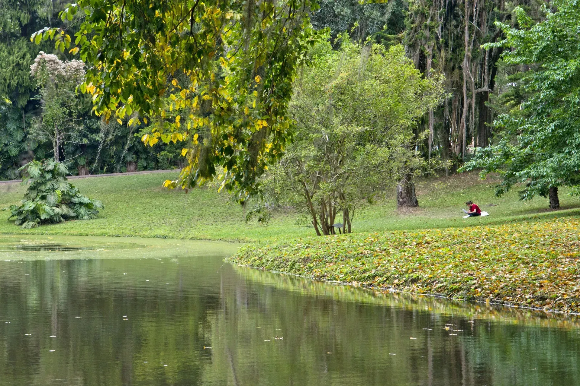 Lagoa tranquila com árvores verdes e margem gramada, com uma pessoa vestida de vermelho sentada ao longe.