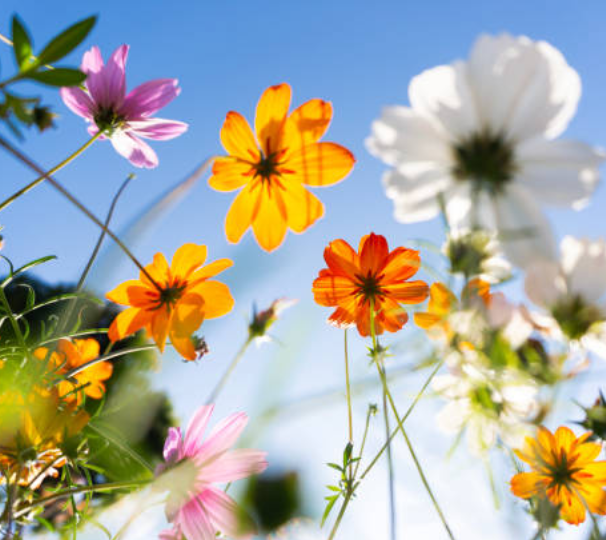 Colorful cosmos flowers blooming against a bright blue sky
