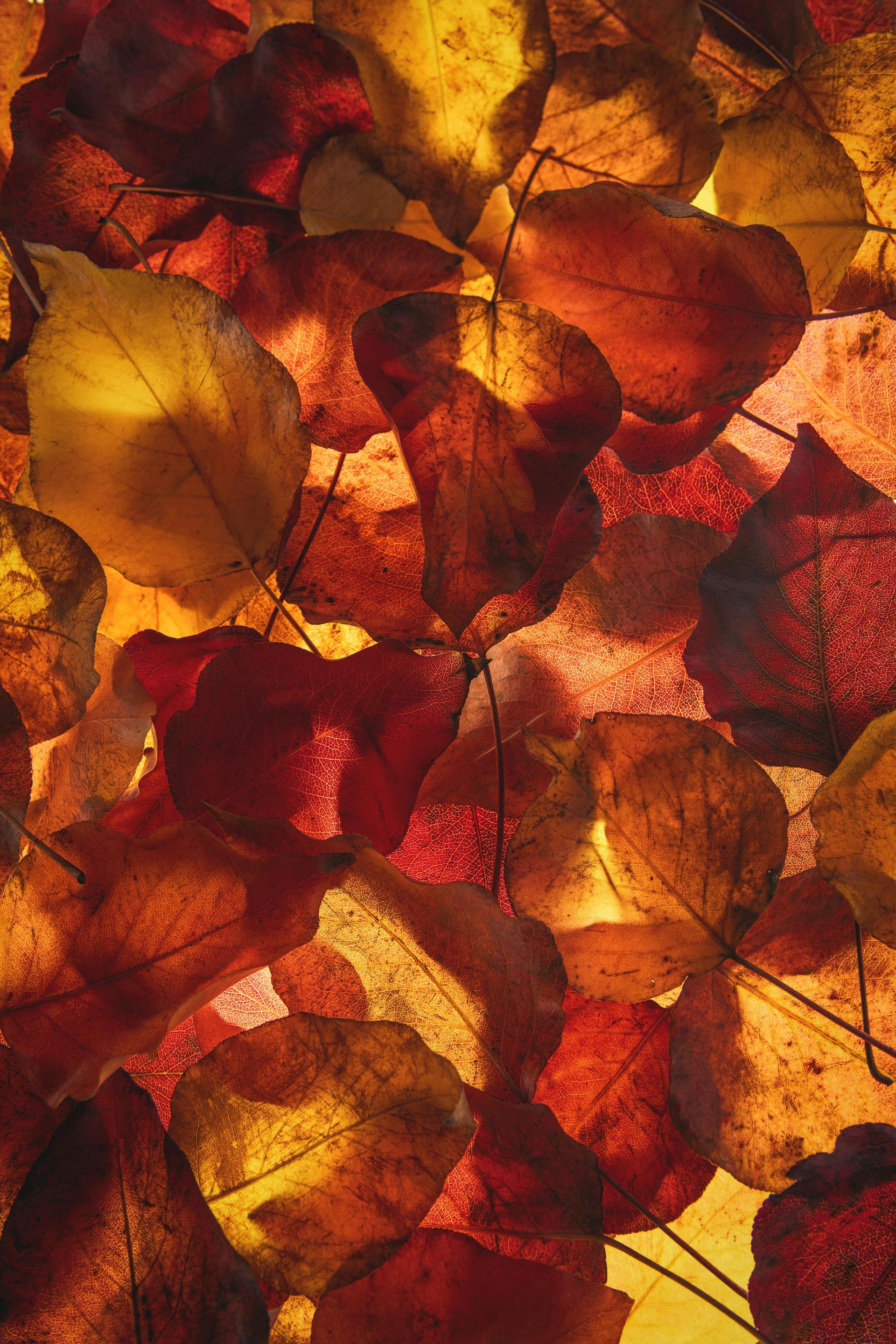 Abstract pattern of overlapping translucent leaves in red, orange, and gold tones