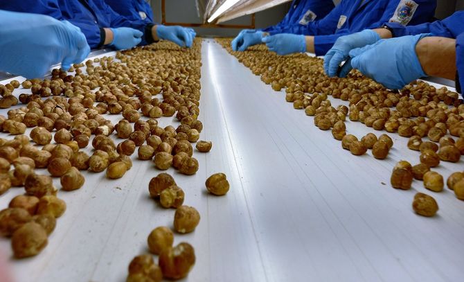 Operai con guanti blu selezionano piccole noci marroni su un nastro trasportatore.
