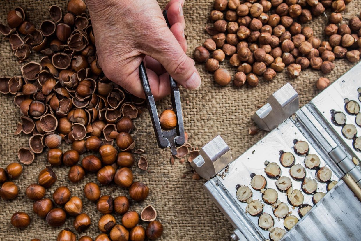 Selezione manuale di piccole noci marroni su tela di iuta, accanto a vassoi di fette rotonde e blocchi campione.