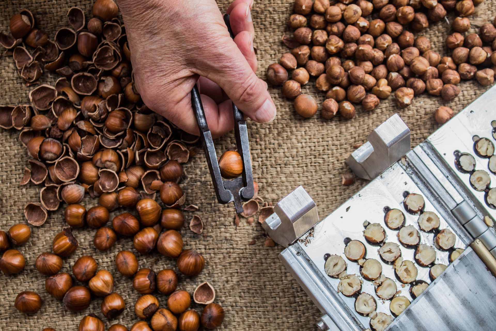 Selezione manuale di piccole noci marroni su tela di iuta, accanto a vassoi di fette rotonde e blocchi campione.