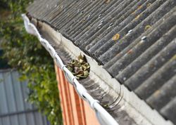 Small bird perched on a corrugated roof gutter beside a building.