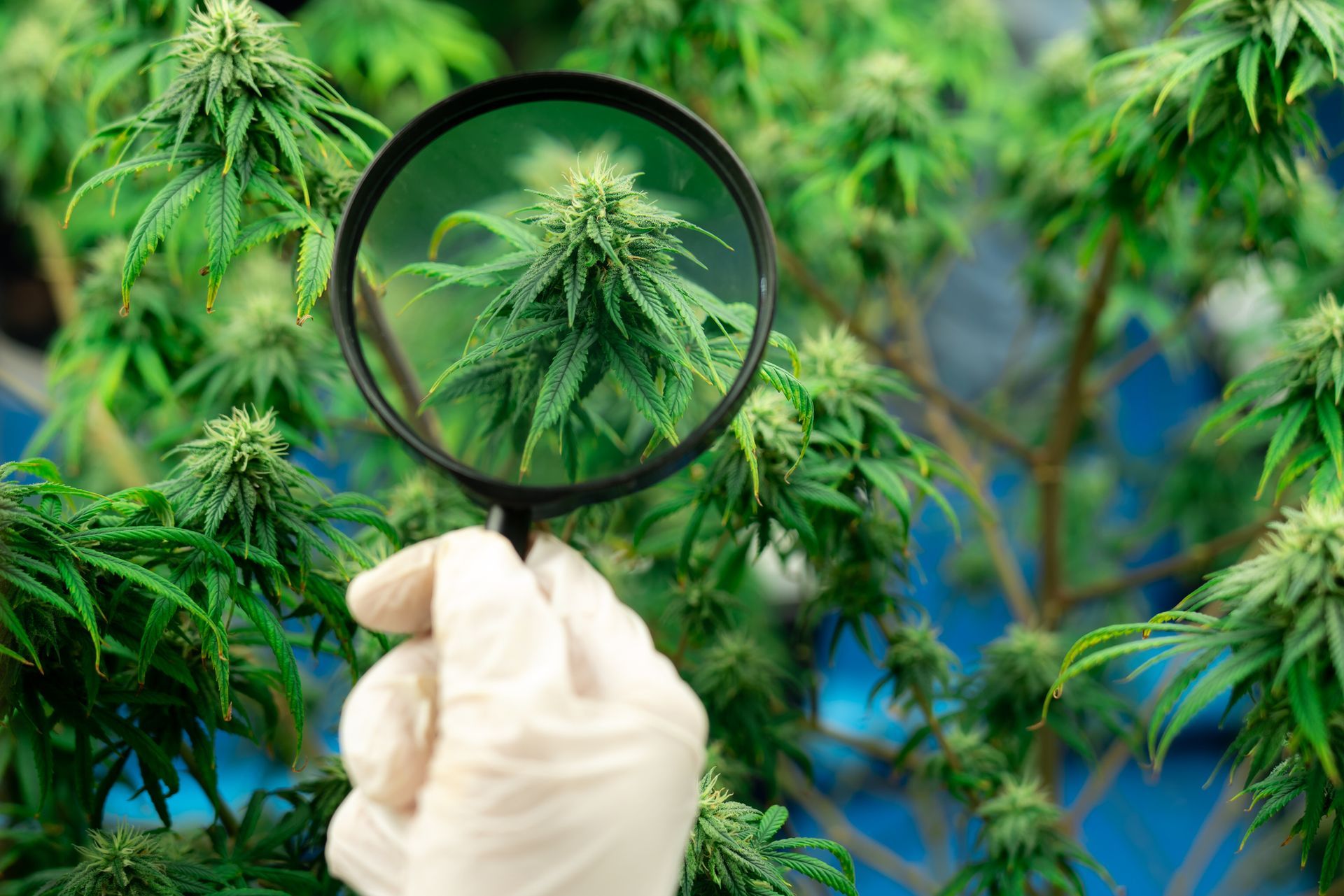 How to Choose the Right Cannabis Product for You | Rainbow Cannabis & Accessories