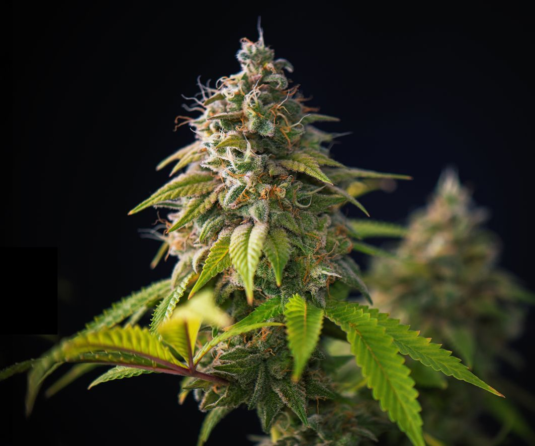 marijuana bud black background