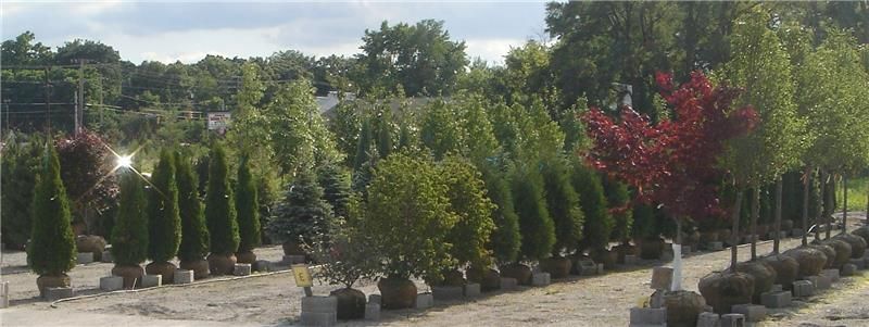Different Kinds of Tree — Landscaping Company in Schererville, IN Different Kinds of Tree — Landscaping Company in Schererville, IN