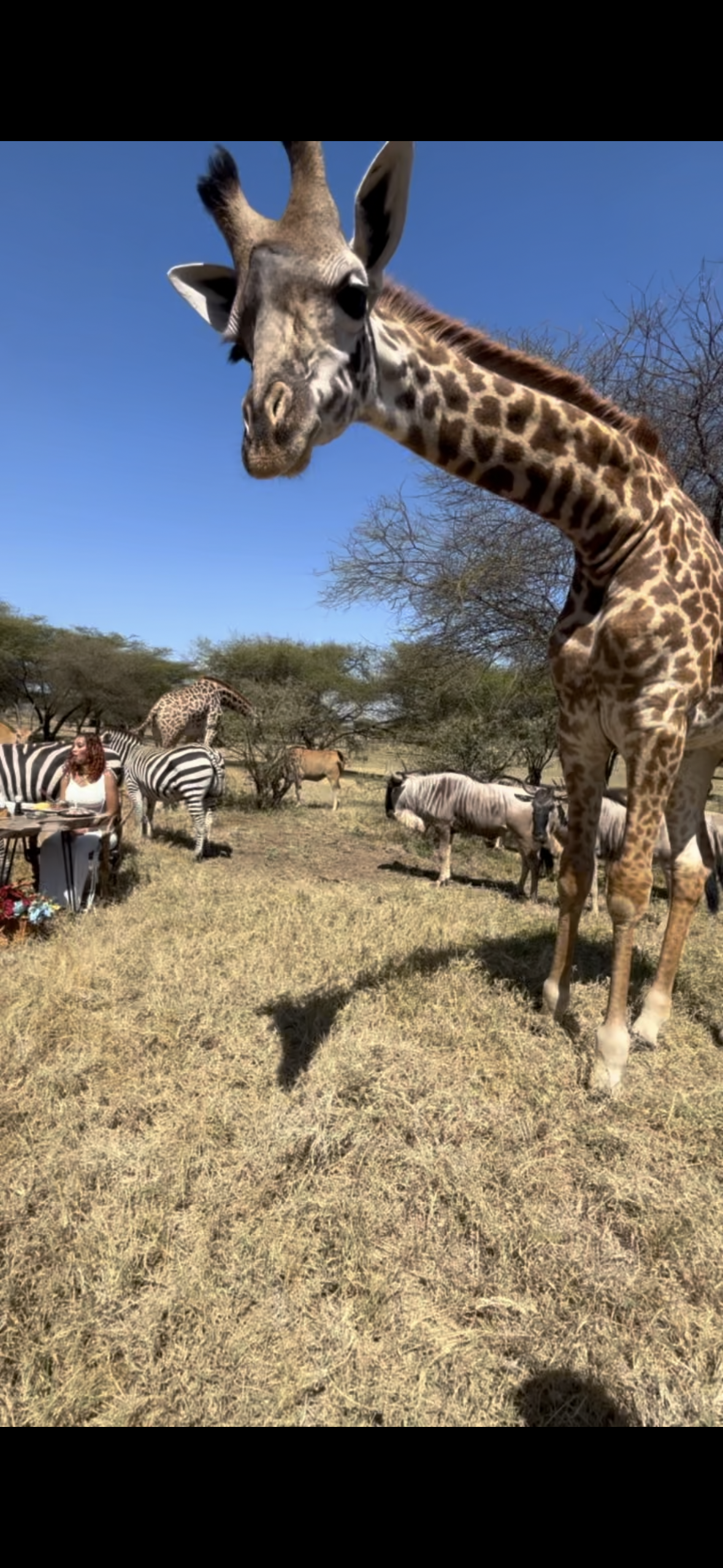 A giraffe standing in a field with zebras in the background.