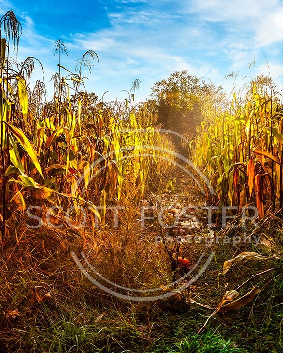 Field of golden corn stalks under a bright blue sky with a path leading to sunlight.