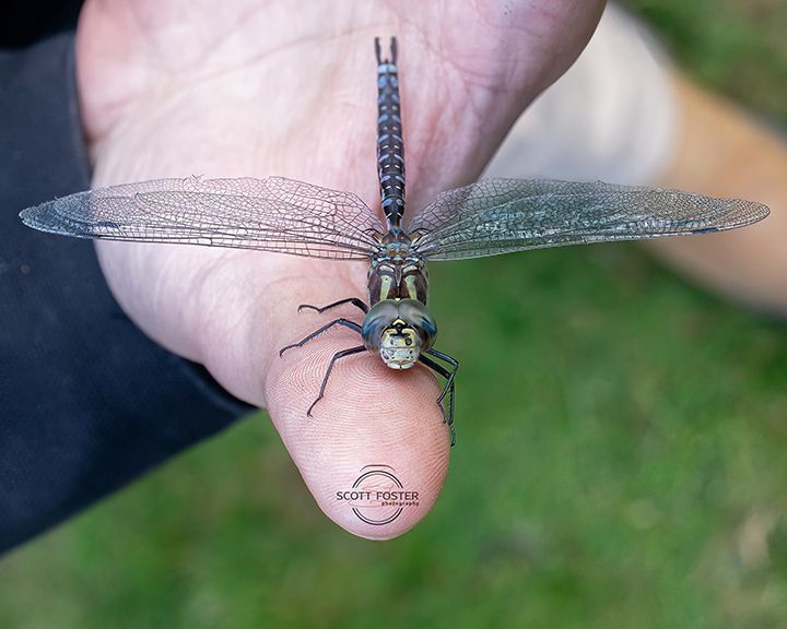 Dragonfly perched on a thumb with outstretched wings; green eyes, black and blue body.