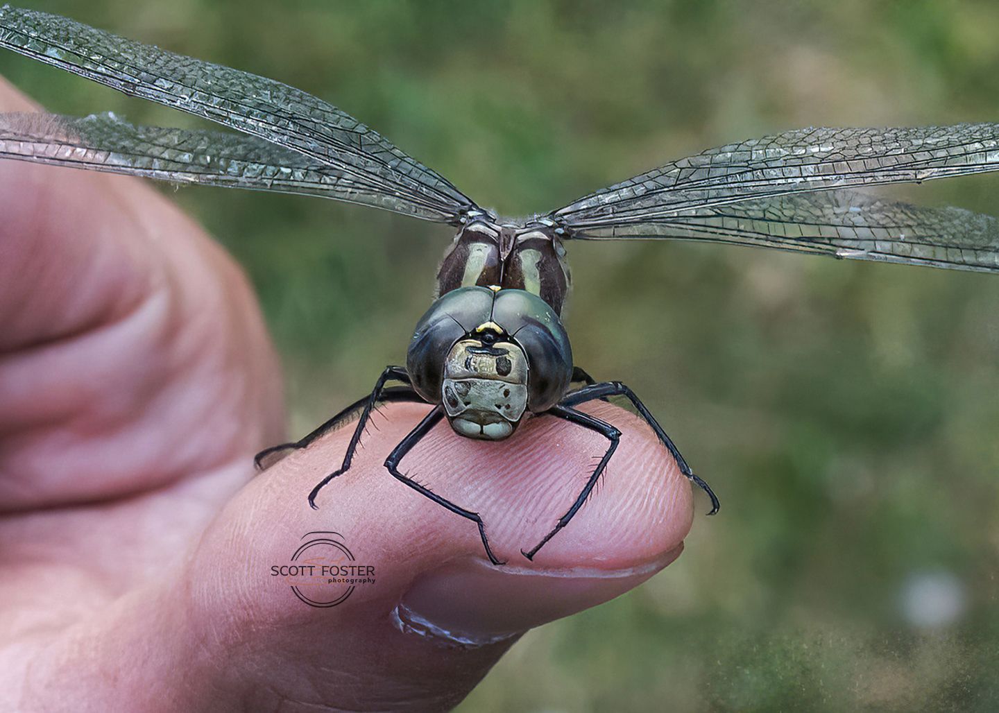 Close-up of a dragonfly perched on a finger, with iridescent wings and green head; blurred green background.