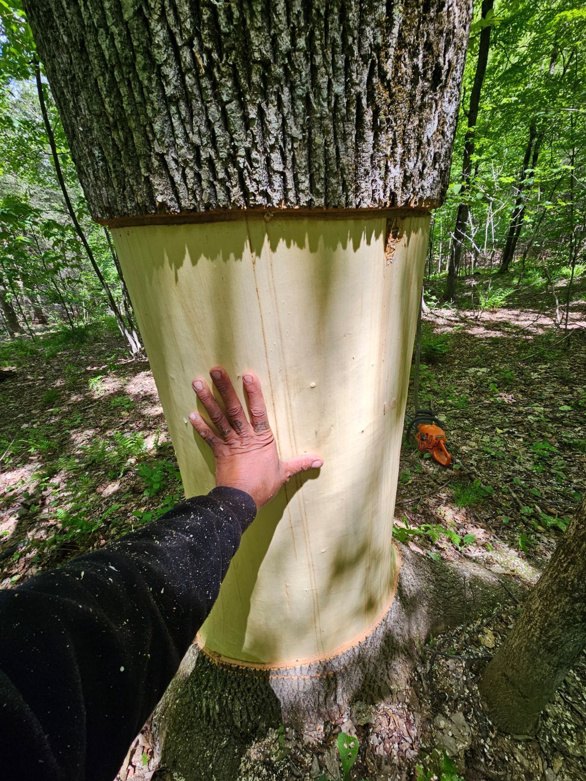 Hand touching a peeled tree trunk, revealing light-colored wood. Forest setting with other trees in background.
