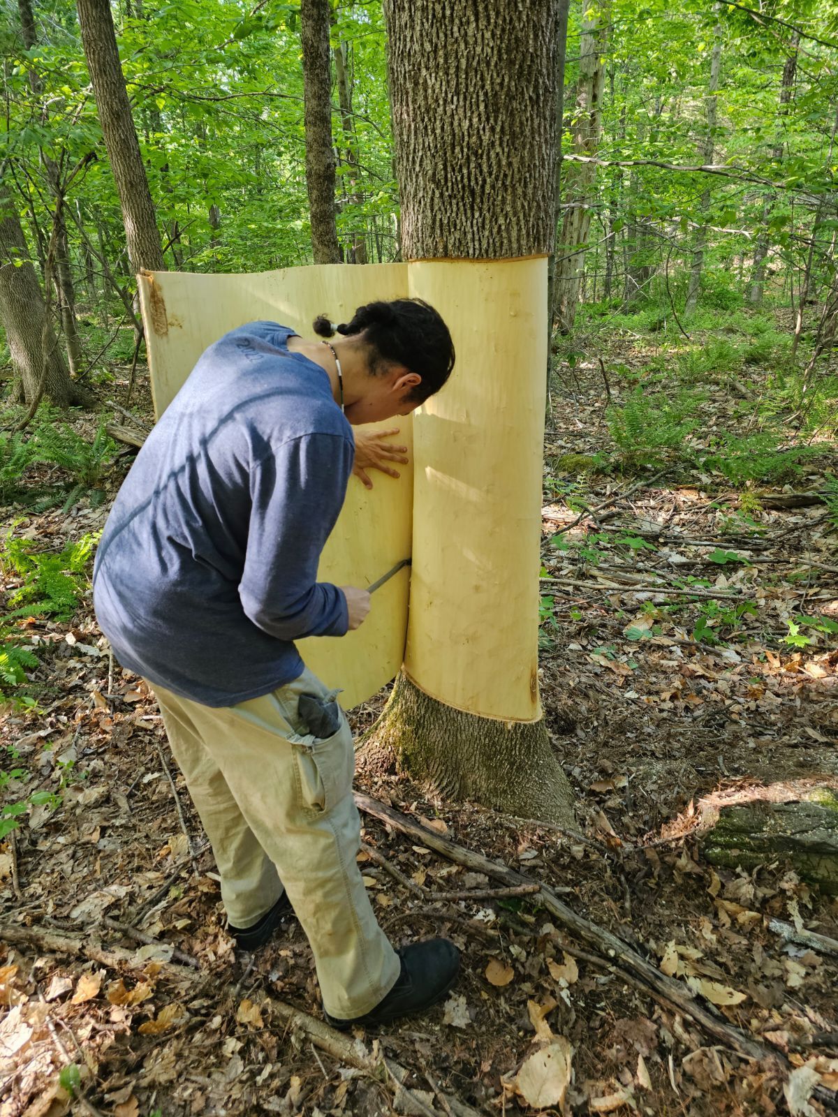Person peels paper from a tree trunk in a forest.