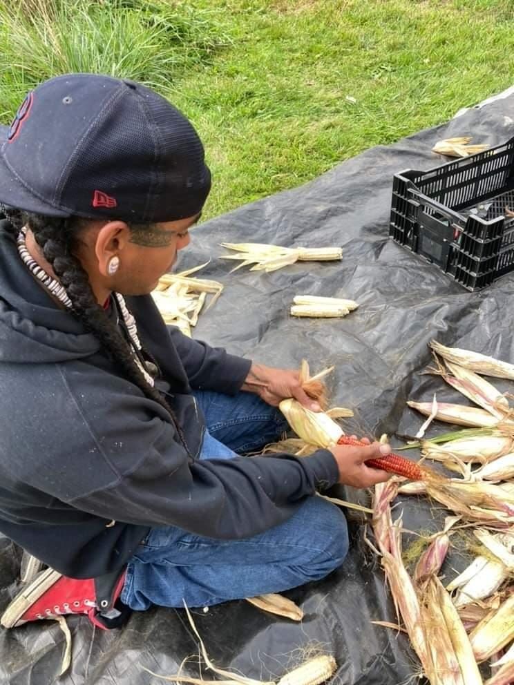 Person shucking corn outdoors, seated on a tarp. Corn husks and cobs are scattered.
