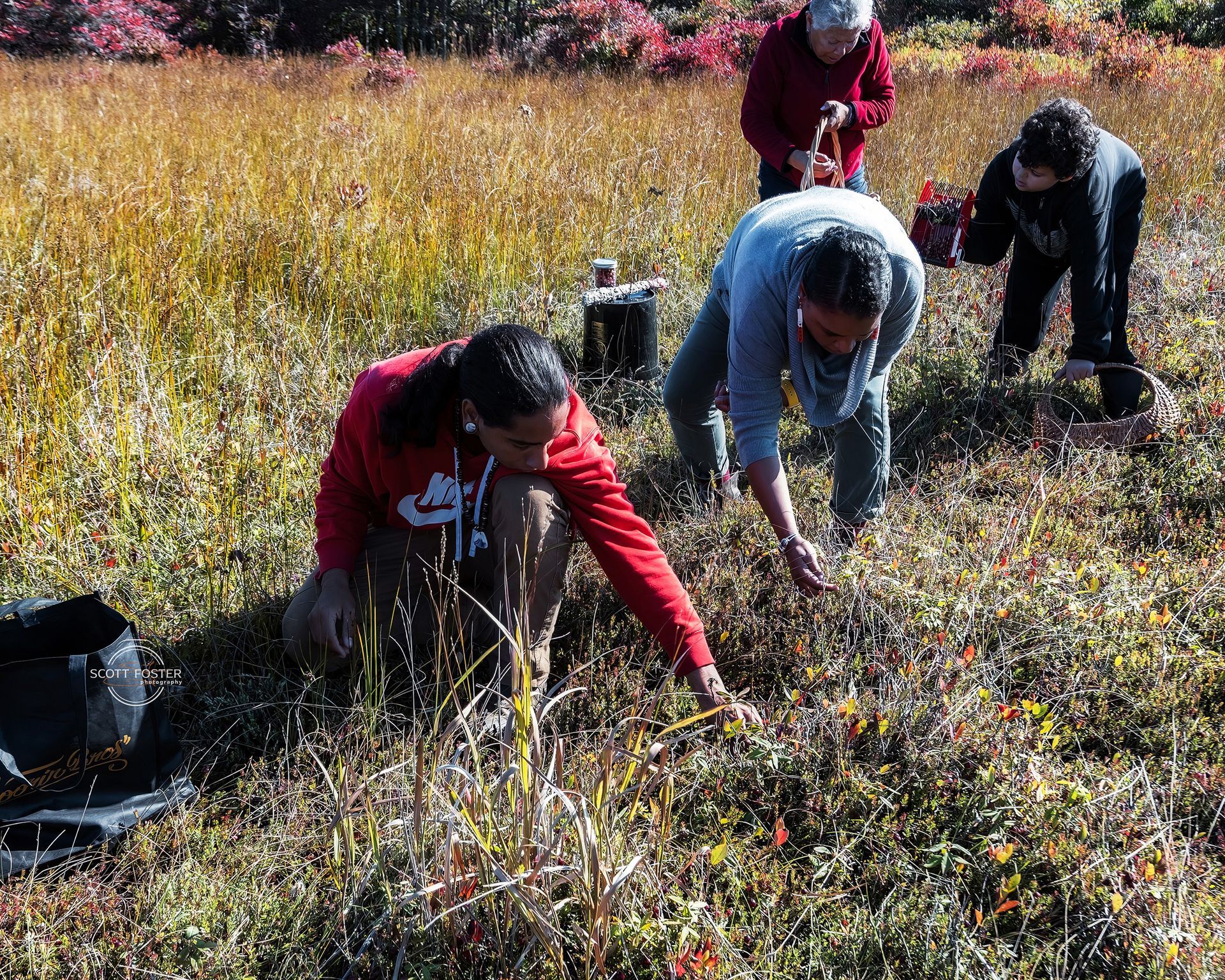 People gathering plants in a field with tall grass and fall foliage; sunny day.