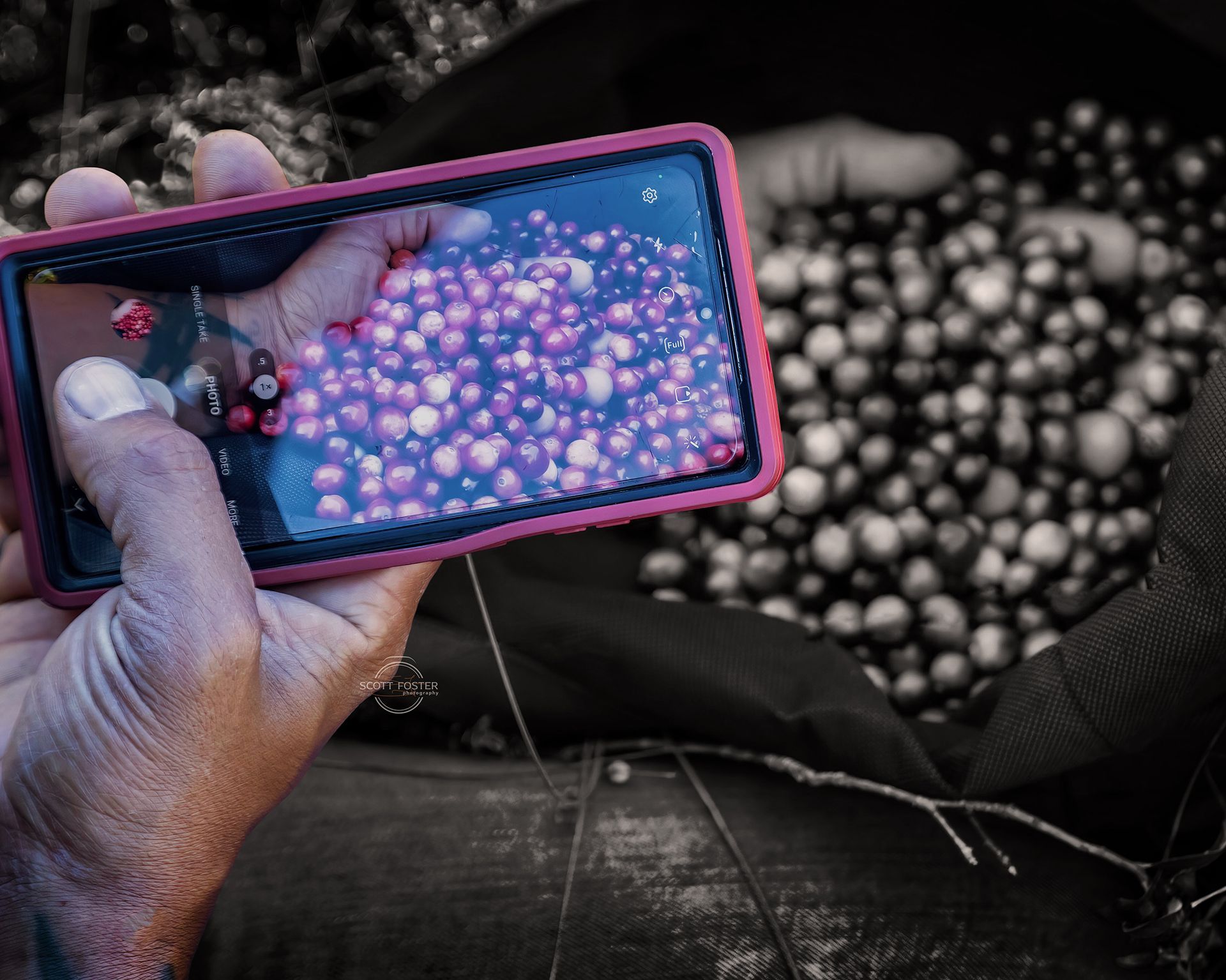 Hand holding phone, photographing a pile of small, purple berries.
