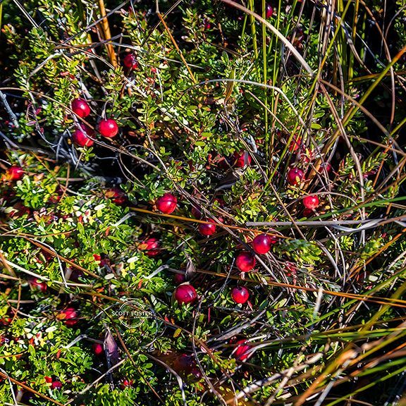 Red cranberries growing on a low, green plant in a sunny outdoor setting.