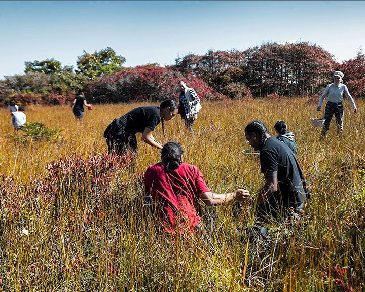 People harvesting in a tall grassy field with red and green foliage in the background. Sunny day.
