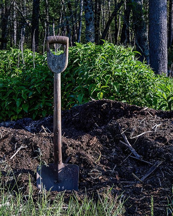 Shovel standing in a pile of dark soil, with green plants in the background and a forest.