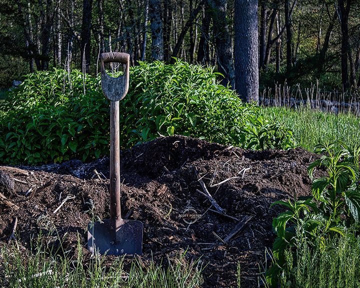 Shovel in a compost pile, in a garden. Lush green plants and trees in the background.