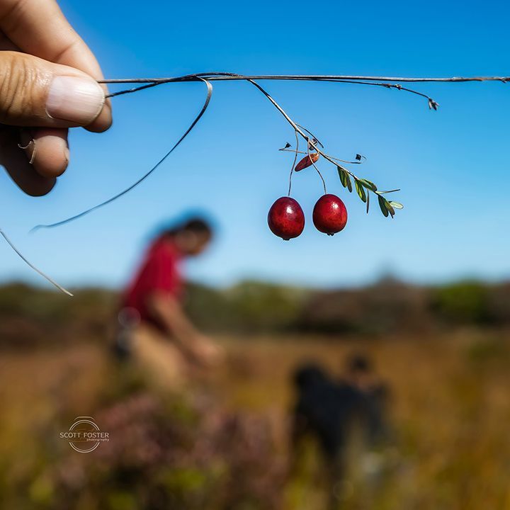 Hand holding a twig with two red cranberries. Blurry person in a red shirt in a field with a dog in the background.