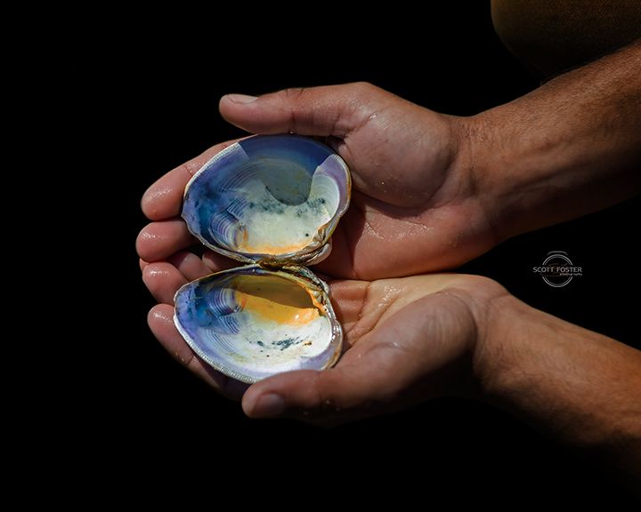 Hands cupping open clam shells, showing blue and yellow interior against a black background.
