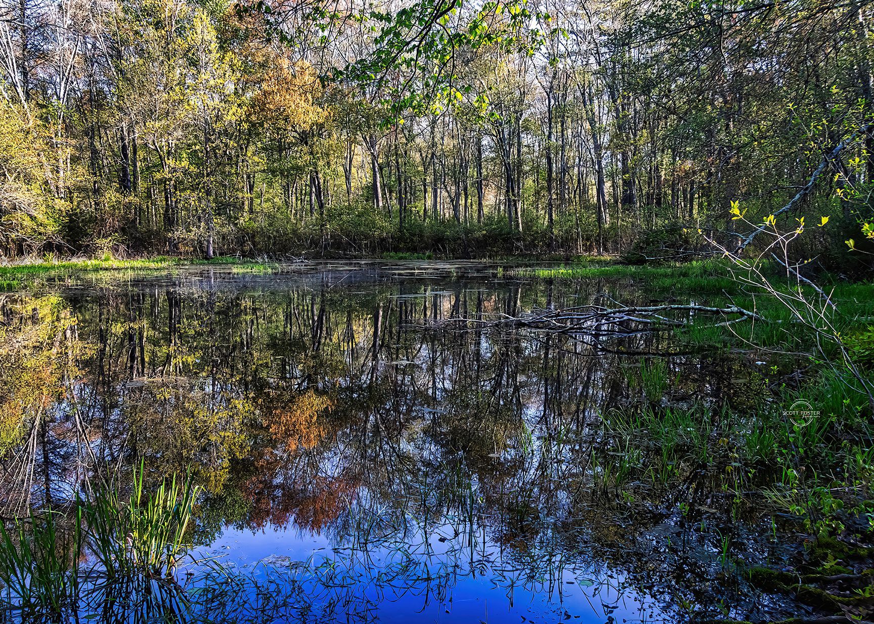Pond reflecting trees with fall foliage; sunny day.