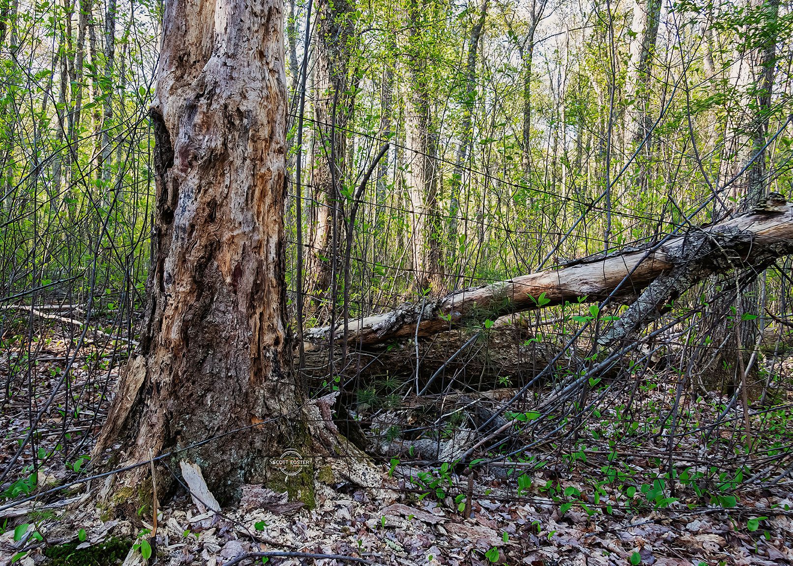 Large tree trunk in a forest, with fallen log and green foliage in the background.