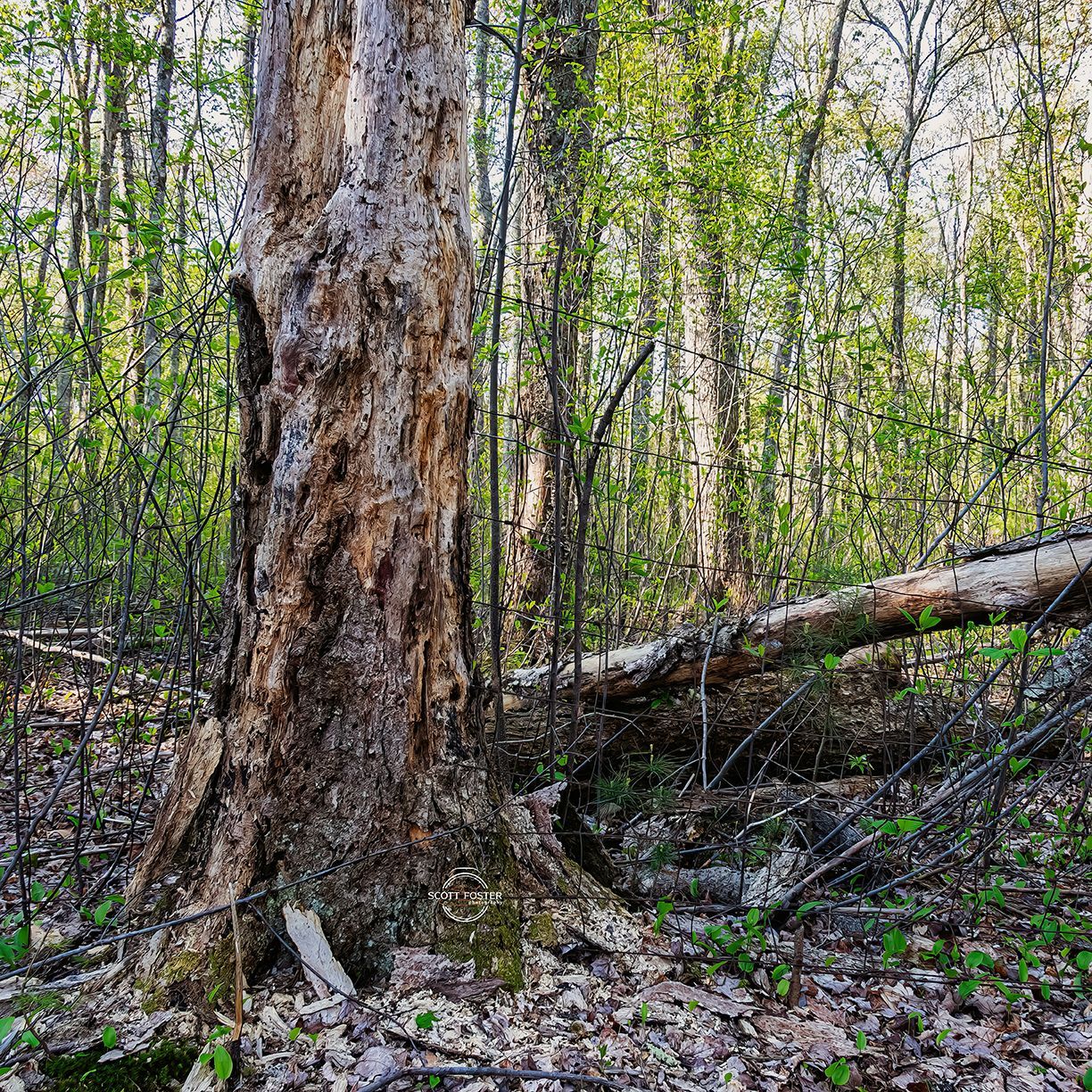 Tree trunk in a forest setting; fallen log and foliage in the background.
