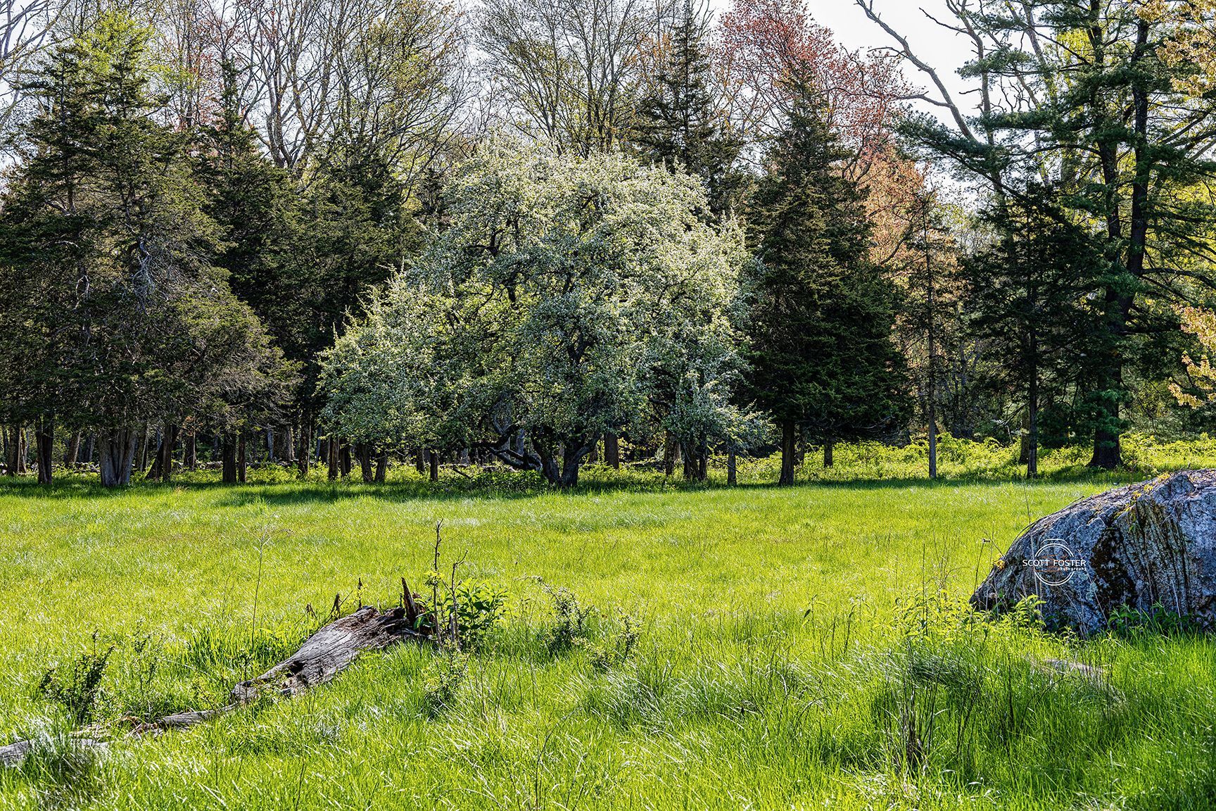 Green meadow with trees at the edge; sunny day.