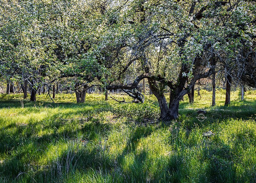 Sunlit orchard with blossoming trees, casting shadows on the green grass.